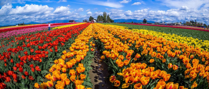 Tulip-Festival-04-JKL-Travels